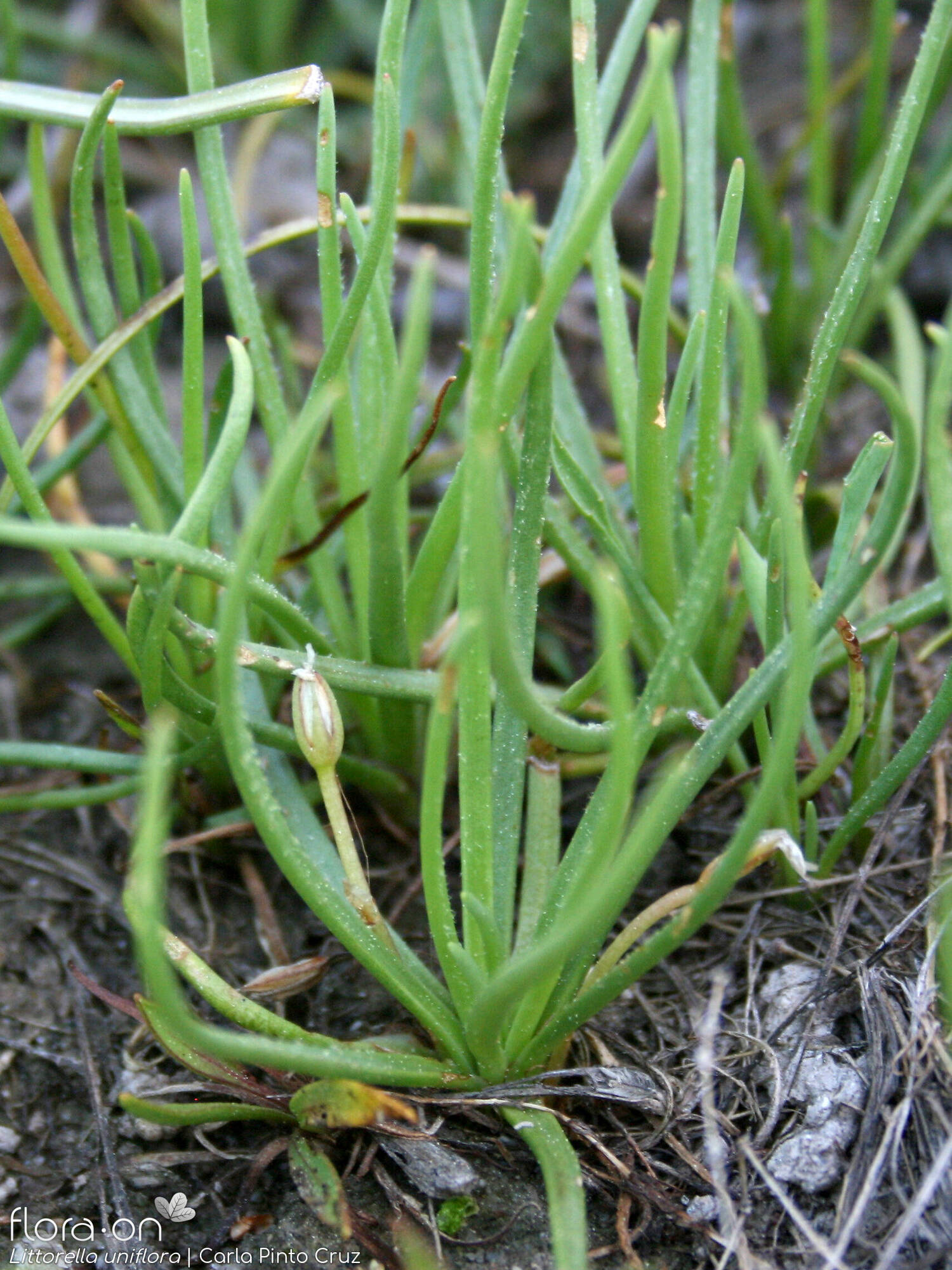Littorella uniflora