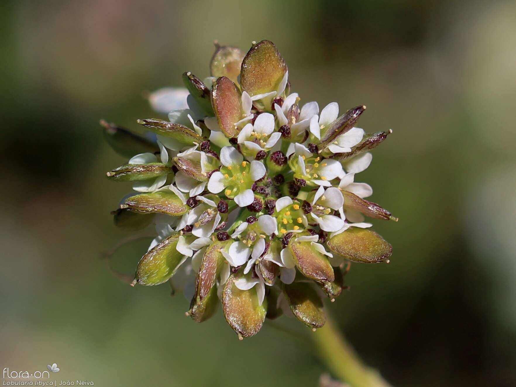Lobularia libyca - Flor (close-up) | João Neiva; CC BY-NC 4.0