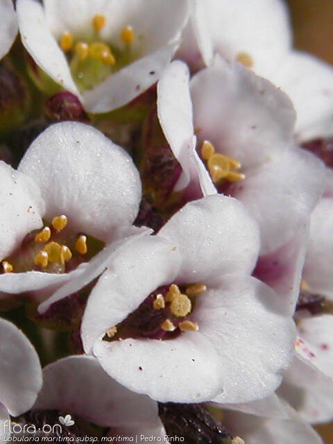 Lobularia maritima maritima - Flor (close-up) | Pedro Pinho; CC BY-NC 4.0