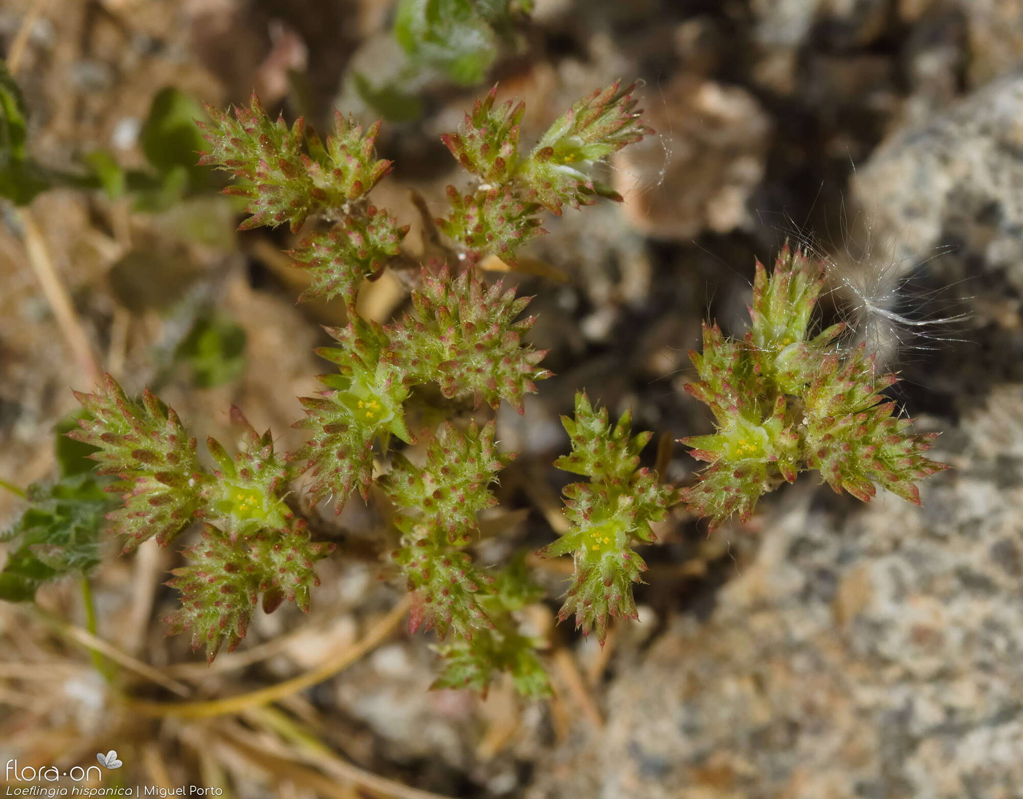 Loeflingia hispanica - Flor (geral) | Miguel Porto; CC BY-NC 4.0