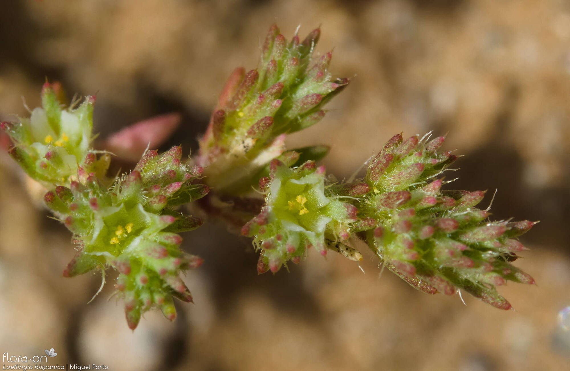 Loeflingia hispanica - Flor (close-up) | Miguel Porto; CC BY-NC 4.0