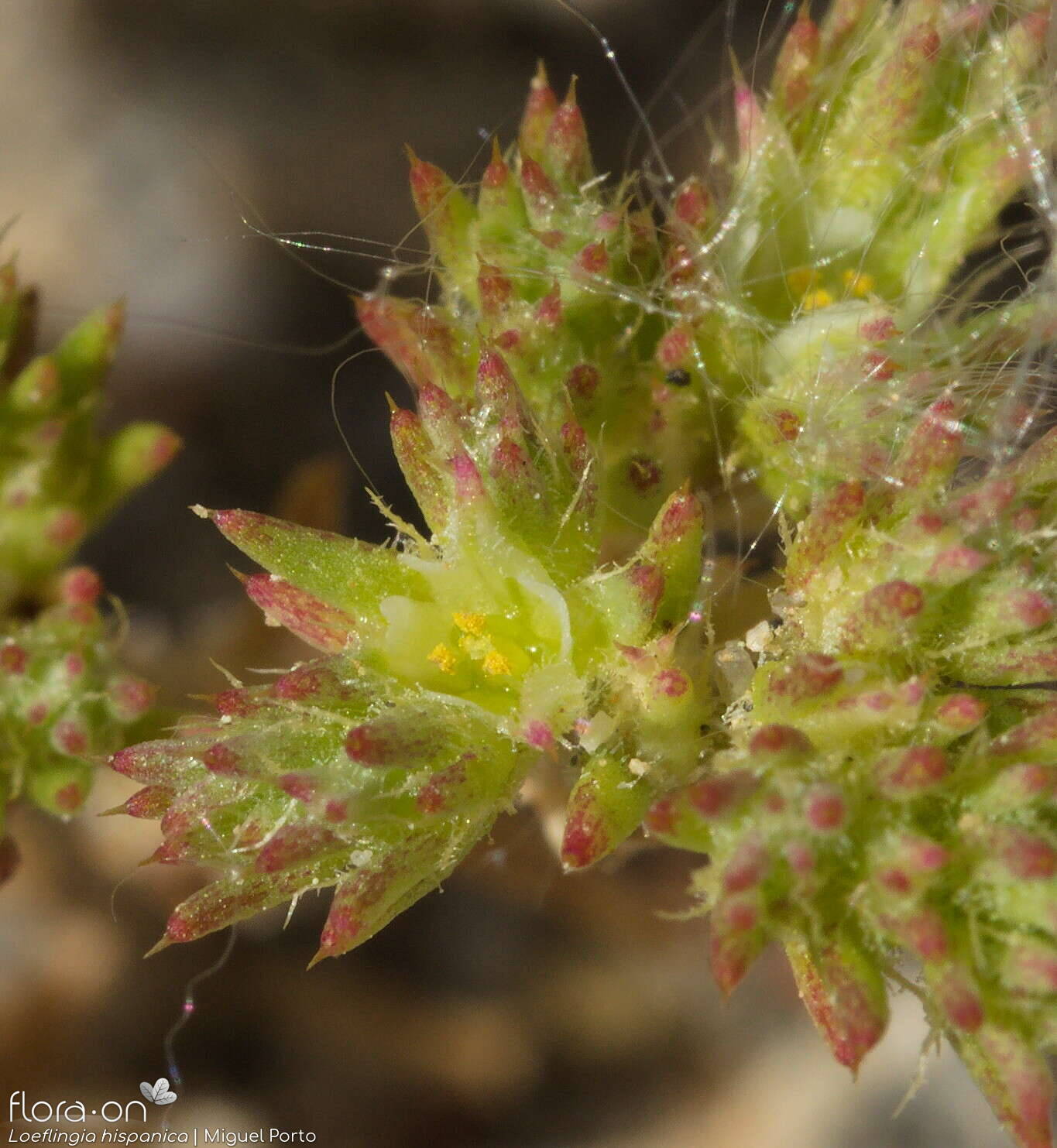 Loeflingia hispanica - Flor (close-up) | Miguel Porto; CC BY-NC 4.0