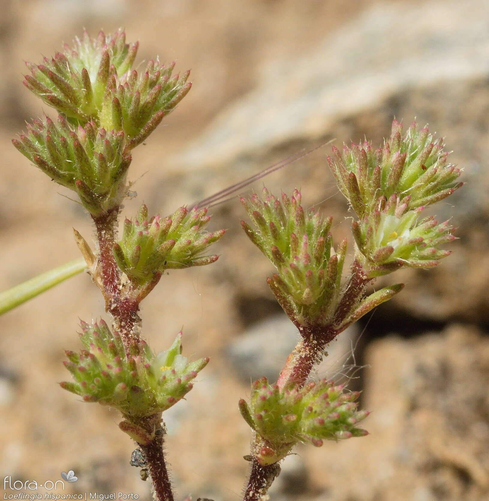 Loeflingia hispanica - Flor (geral) | Miguel Porto; CC BY-NC 4.0