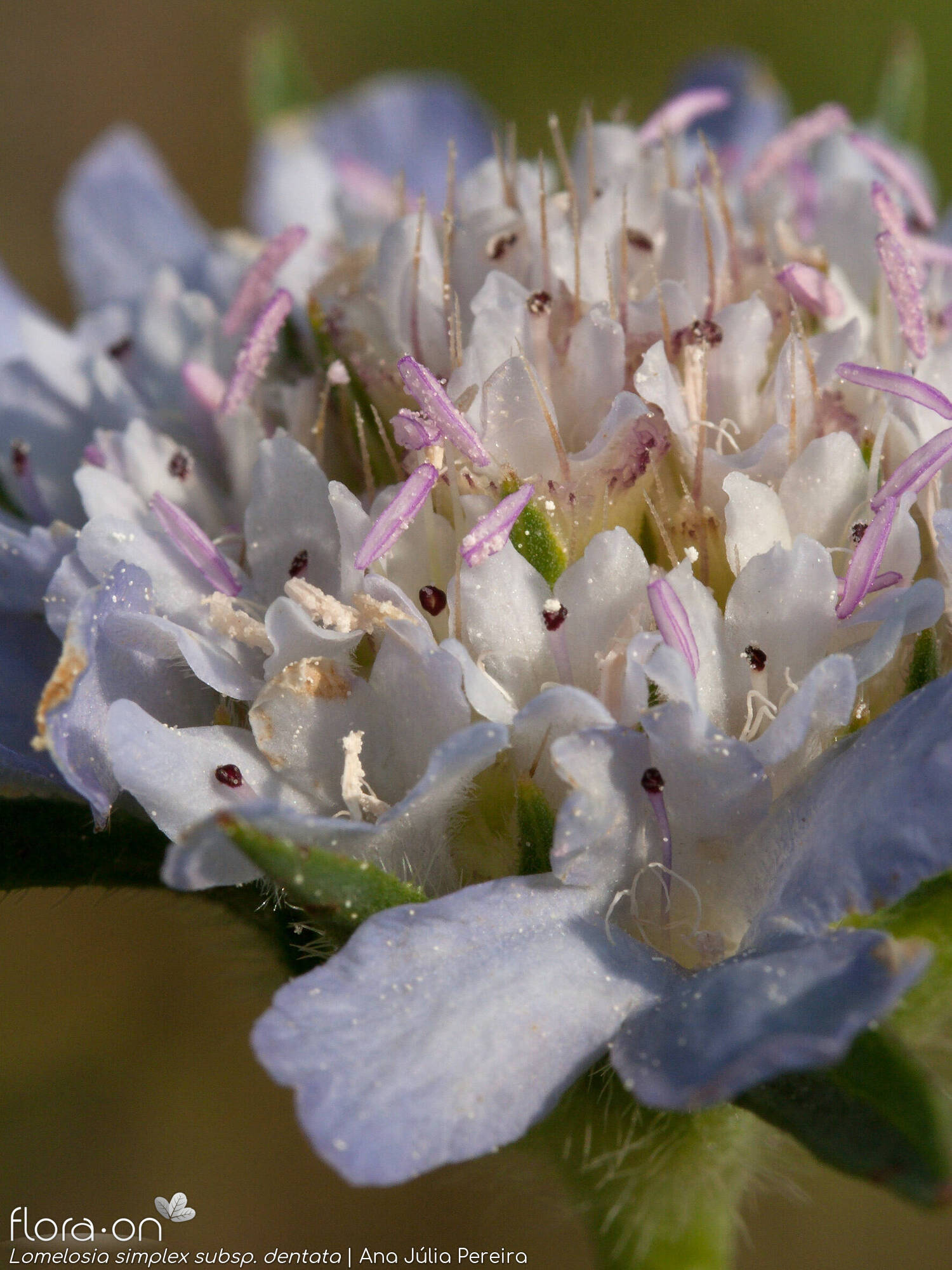 Lomelosia simplex - Flor (close-up) | Ana Júlia Pereira; CC BY-NC 4.0