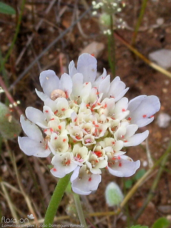 Lomelosia simplex - Flor (geral) | João Domingues Almeida; CC BY-NC 4.0