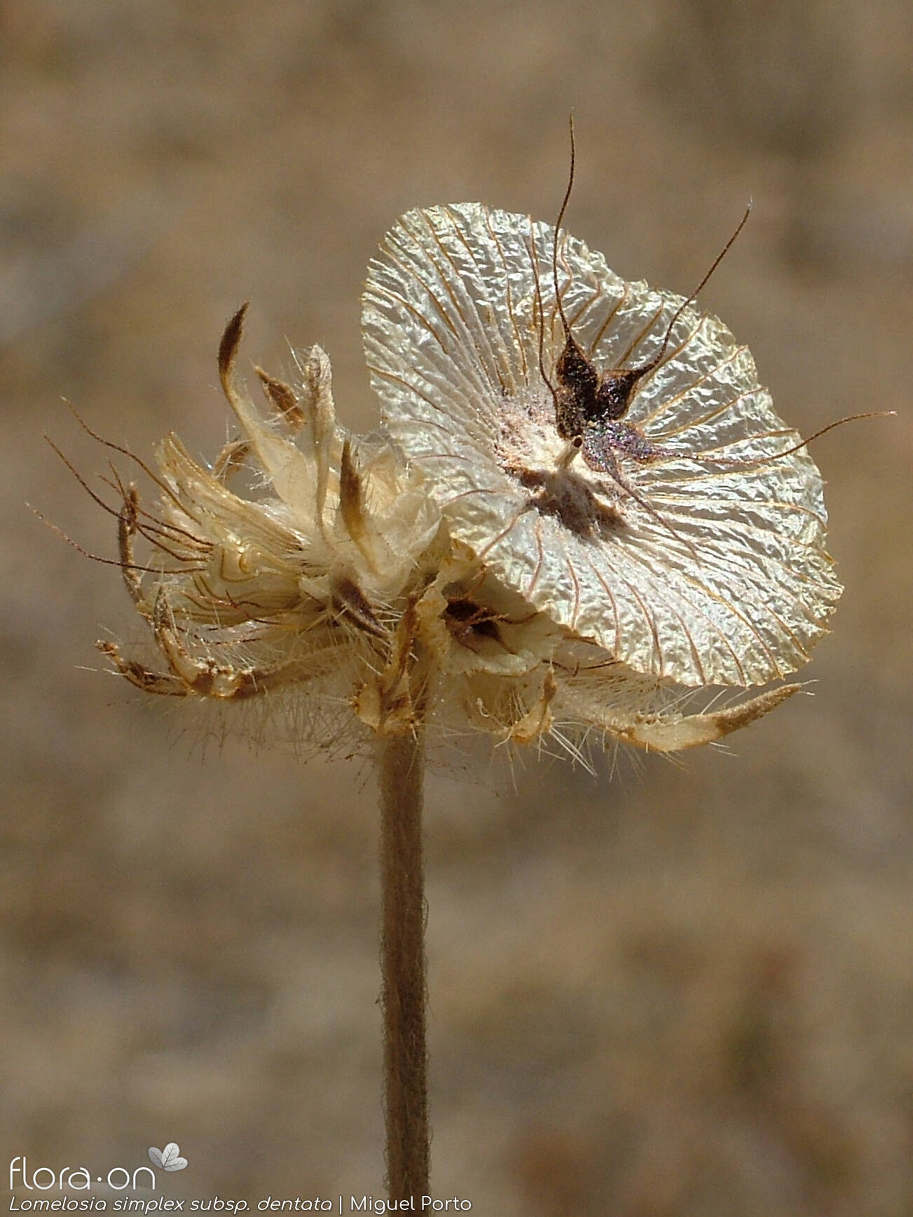 Lomelosia simplex - Semente | Miguel Porto; CC BY-NC 4.0