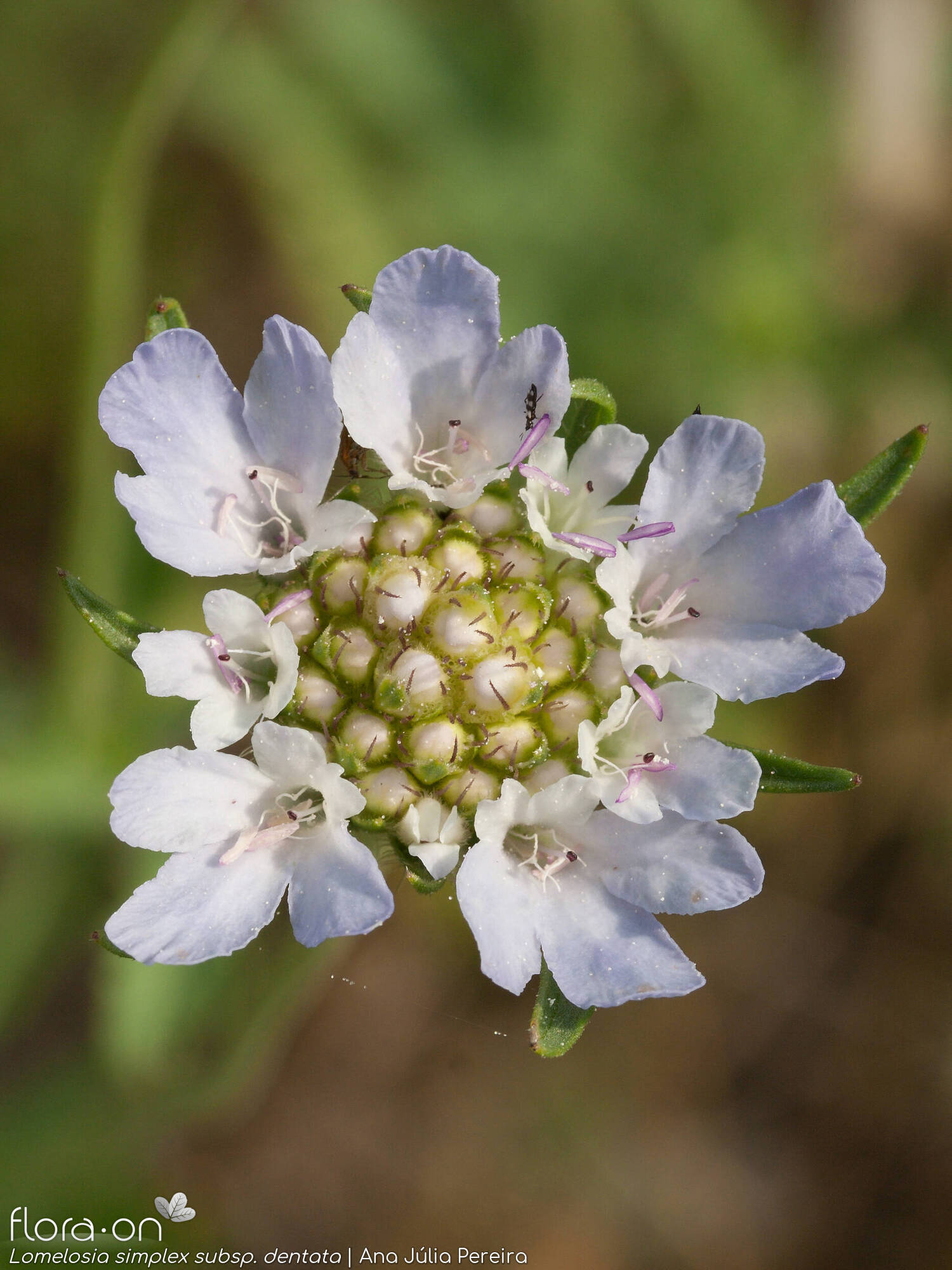 Lomelosia simplex - Flor (geral) | Ana Júlia Pereira; CC BY-NC 4.0