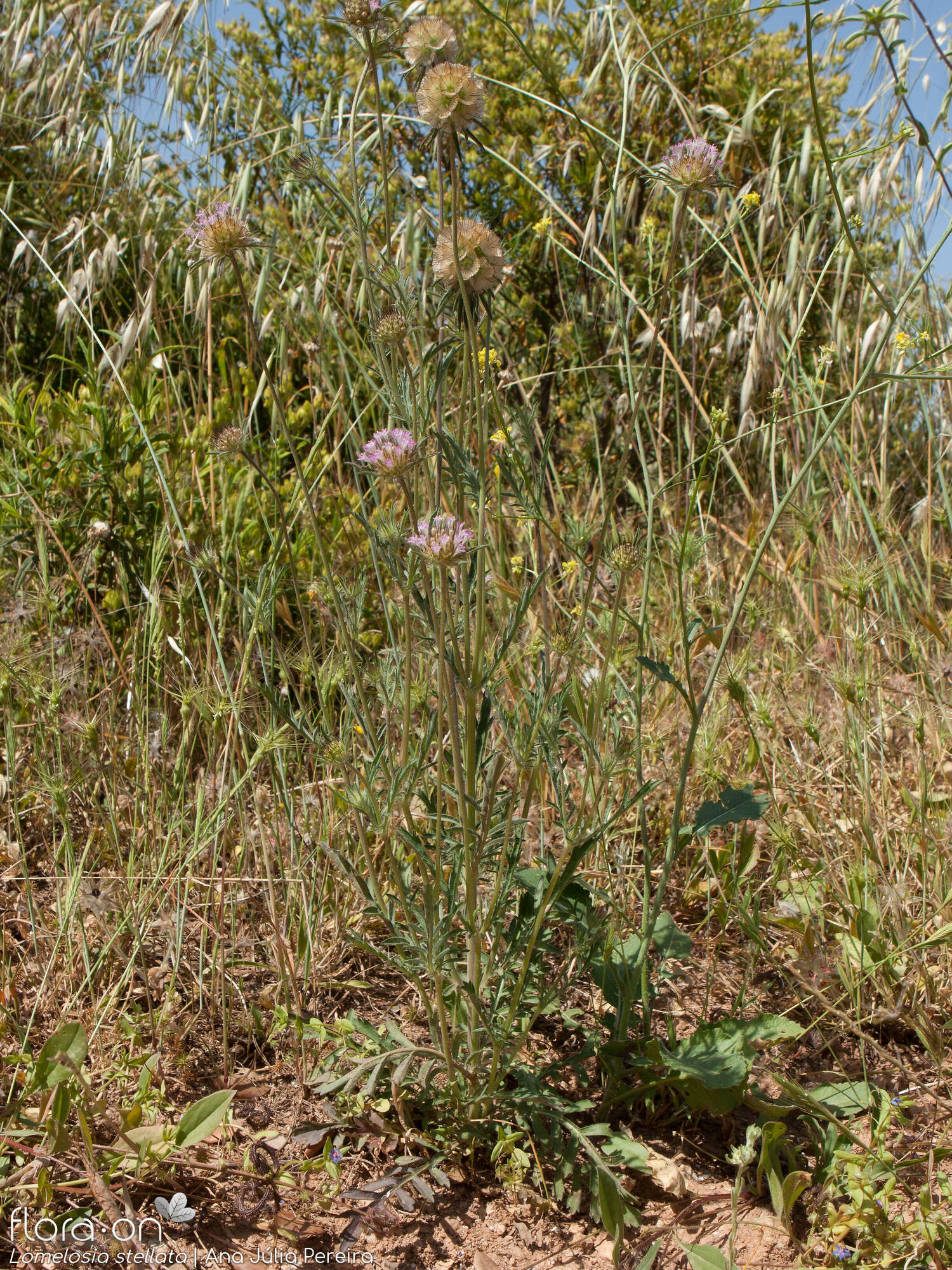 Lomelosia stellata - Hábito | Ana Júlia Pereira; CC BY-NC 4.0
