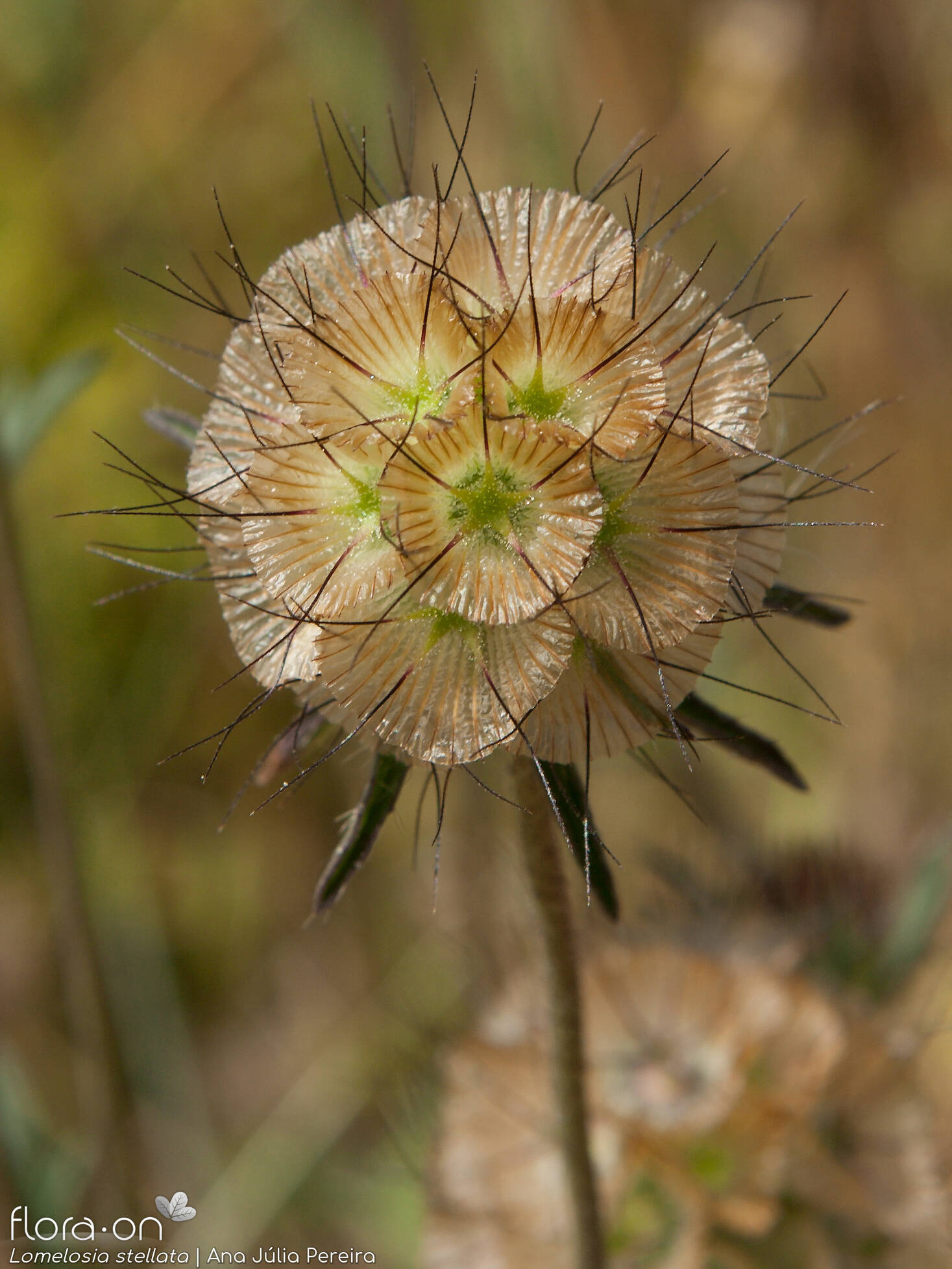 Lomelosia stellata - Fruto | Ana Júlia Pereira; CC BY-NC 4.0