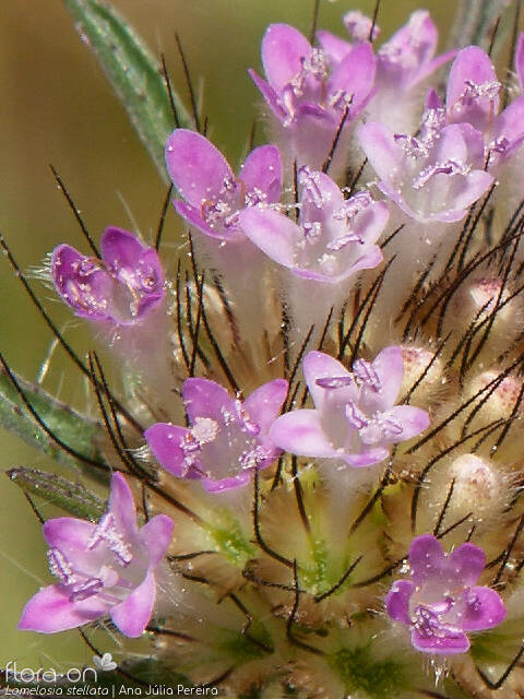Lomelosia stellata - Flor (close-up) | Ana Júlia Pereira; CC BY-NC 4.0