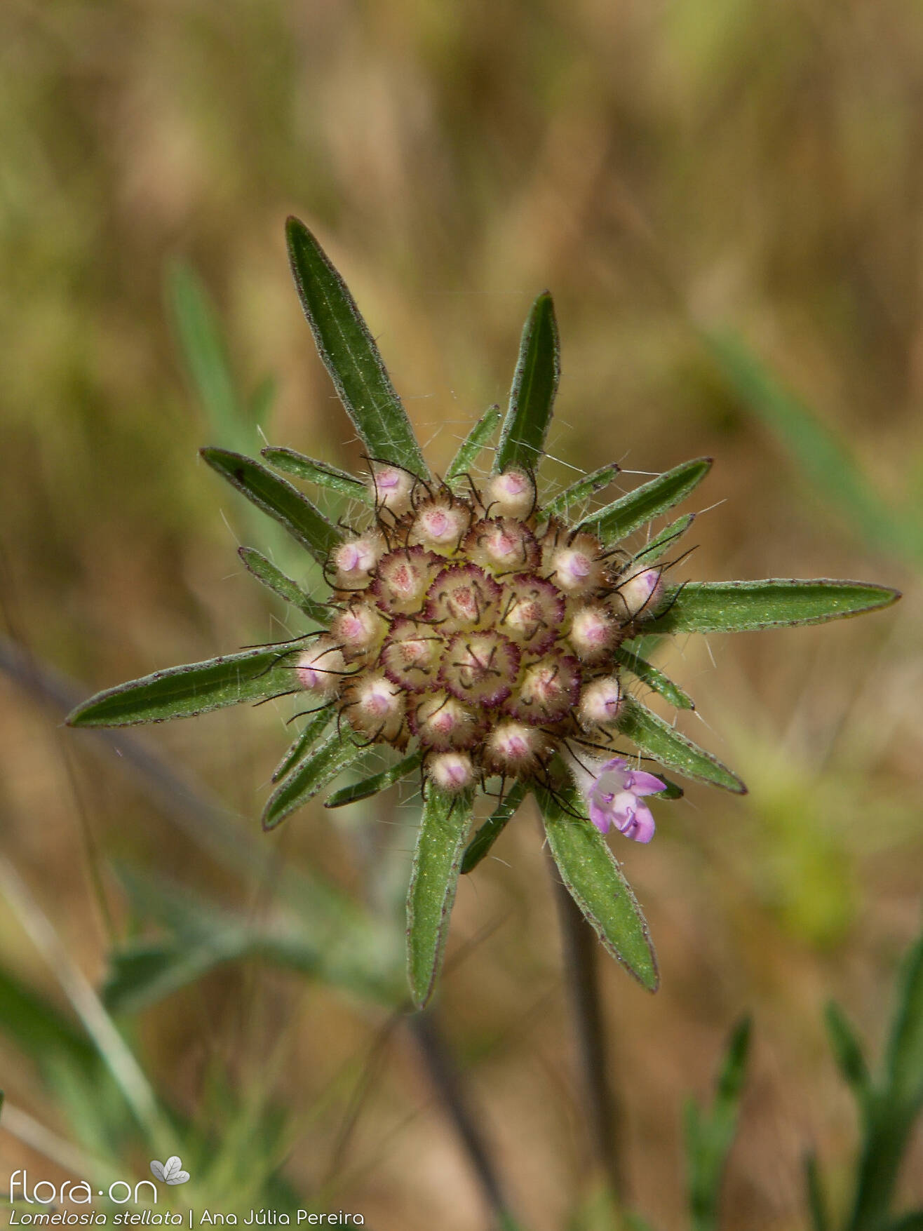Lomelosia stellata - Flor (geral) | Ana Júlia Pereira; CC BY-NC 4.0