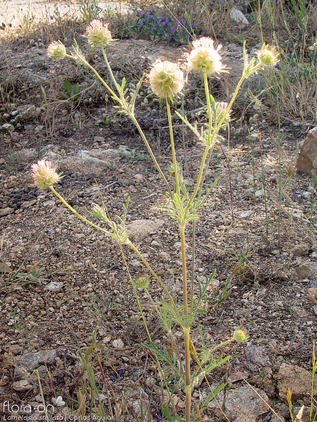 Lomelosia stellata - Hábito | Carlos Aguiar; CC BY-NC 4.0