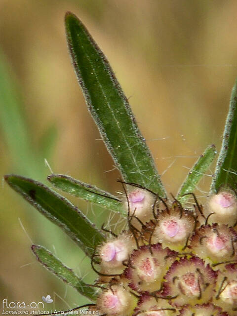 Lomelosia stellata - Bráctea | Ana Júlia Pereira; CC BY-NC 4.0