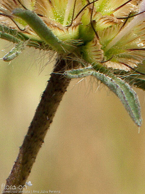 Lomelosia stellata - Bráctea | Ana Júlia Pereira; CC BY-NC 4.0