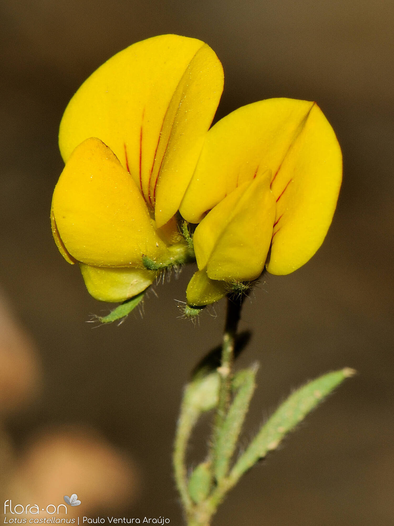 Lotus castellanus - Flor (close-up) | Paulo Ventura Araújo; CC BY-NC 4.0