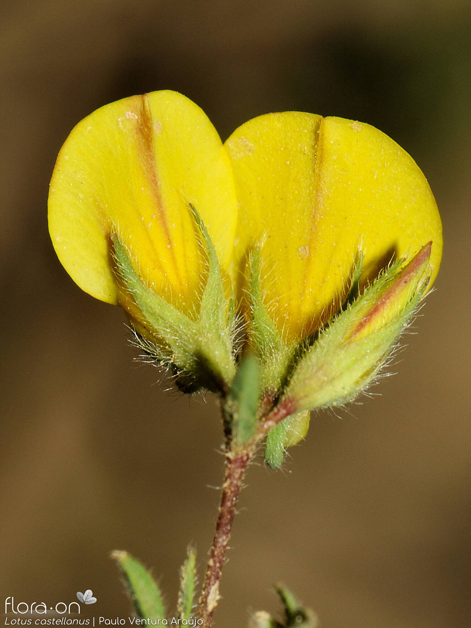 Lotus castellanus - Flor (close-up) | Paulo Ventura Araújo; CC BY-NC 4.0