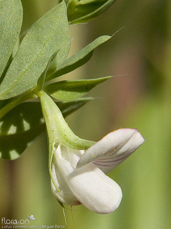Lotus conimbricensis - Flor (close-up) | Miguel Porto; CC BY-NC 4.0