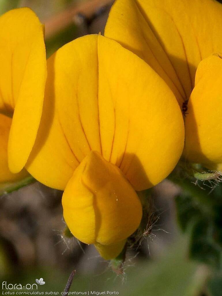 Lotus corniculatus - Flor (close-up) | Miguel Porto; CC BY-NC 4.0