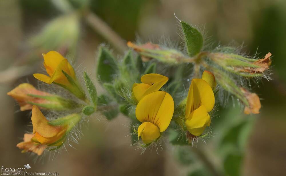 Lotus hispidus