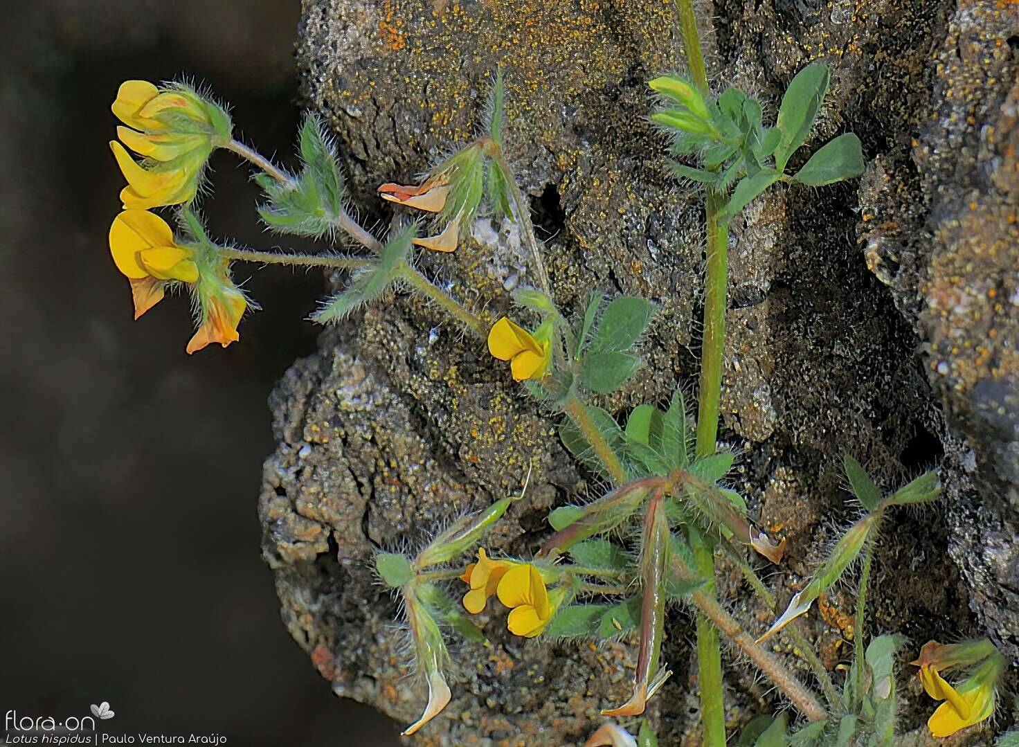Lotus hispidus - Flor (geral) | Paulo Ventura Araújo; CC BY-NC 4.0