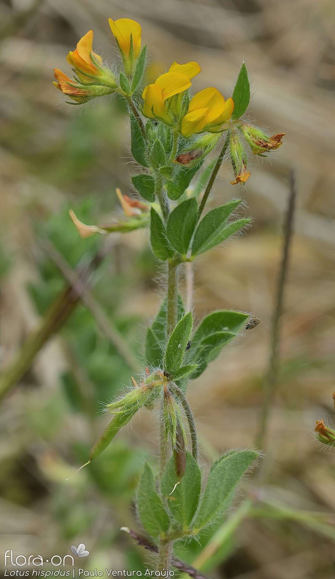 Lotus hispidus - Flor (geral) | Paulo Ventura Araújo; CC BY-NC 4.0
