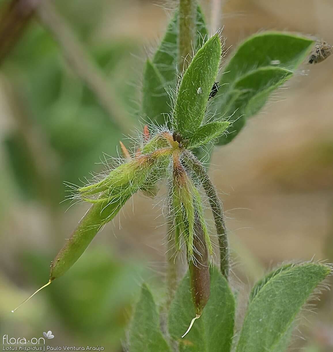 Lotus hispidus - Fruto | Paulo Ventura Araújo; CC BY-NC 4.0