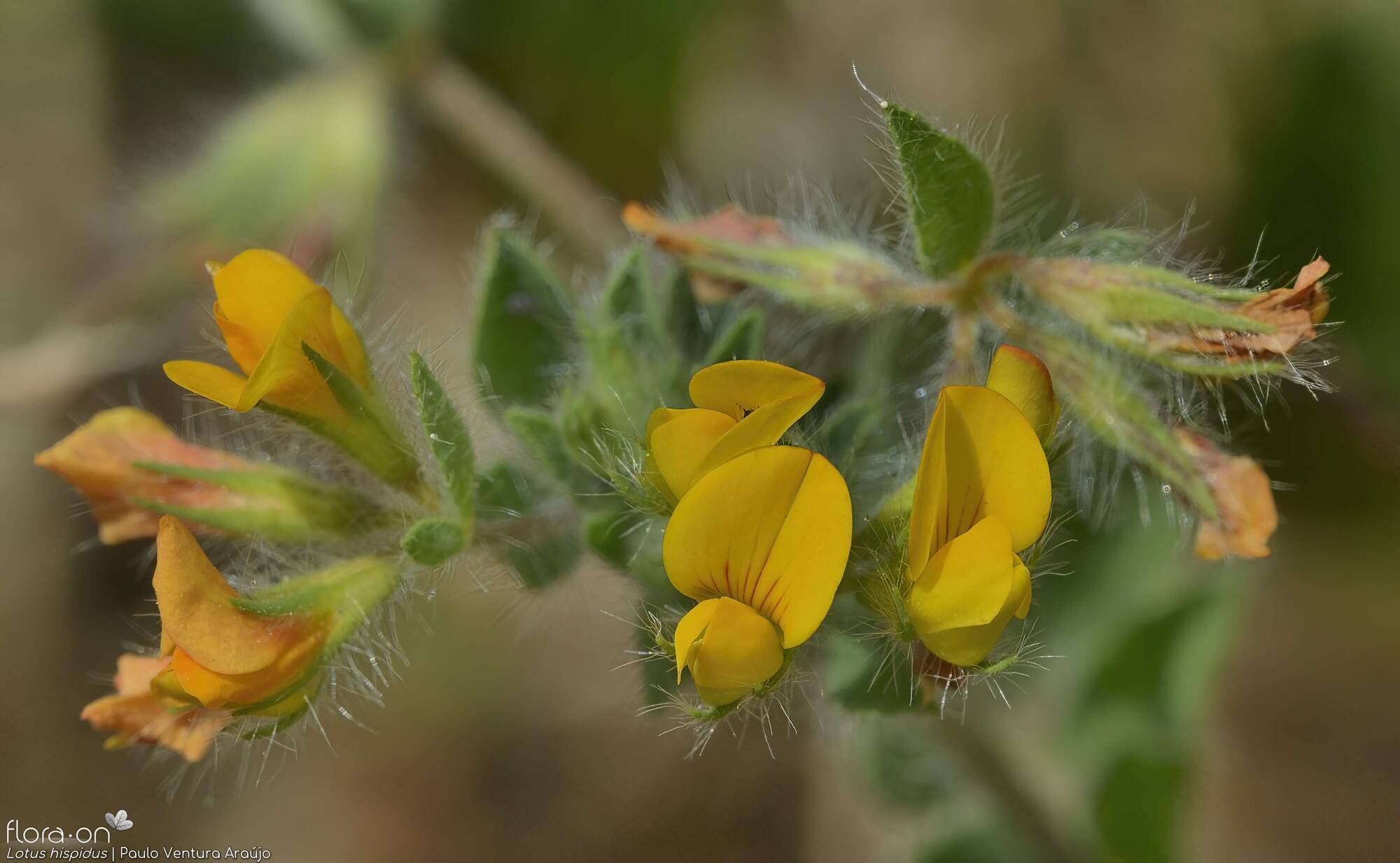 Lotus hispidus - Flor (close-up) | Paulo Ventura Araújo; CC BY-NC 4.0