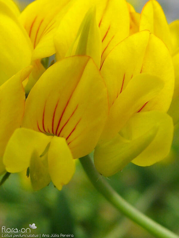 Lotus pedunculatus - Flor (close-up) | Ana Júlia Pereira; CC BY-NC 4.0