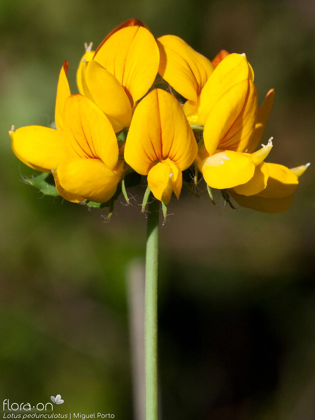 Lotus pedunculatus - Flor (geral) | Miguel Porto; CC BY-NC 4.0