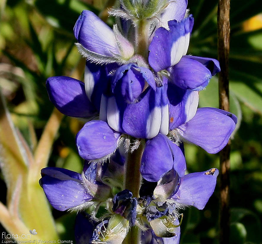 Lupinus cosentinii - Flor (close-up) | Francisco Clamote; CC BY-NC 4.0