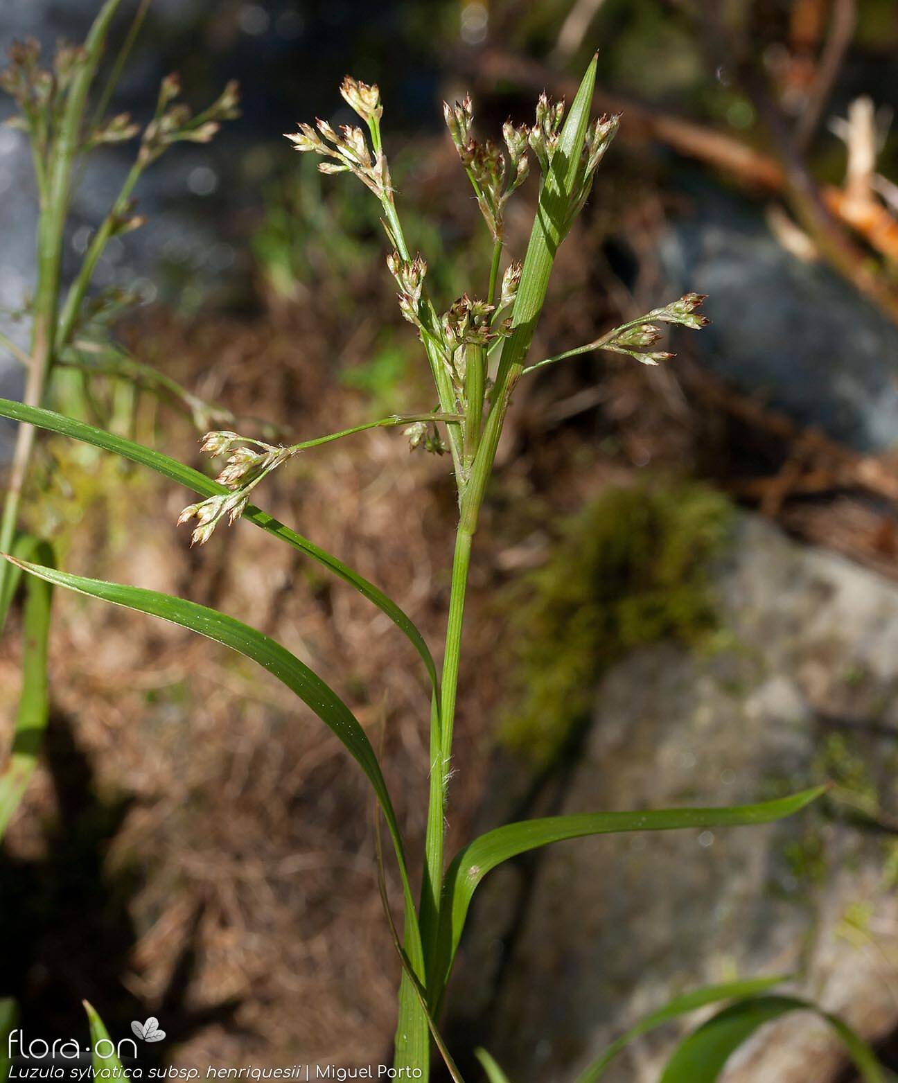 Luzula sylvatica henriquesii - Flor (geral) | Miguel Porto; CC BY-NC 4.0