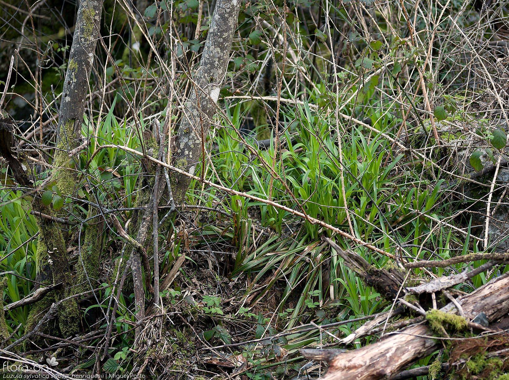 Luzula sylvatica henriquesii - Habitat | Miguel Porto; CC BY-NC 4.0