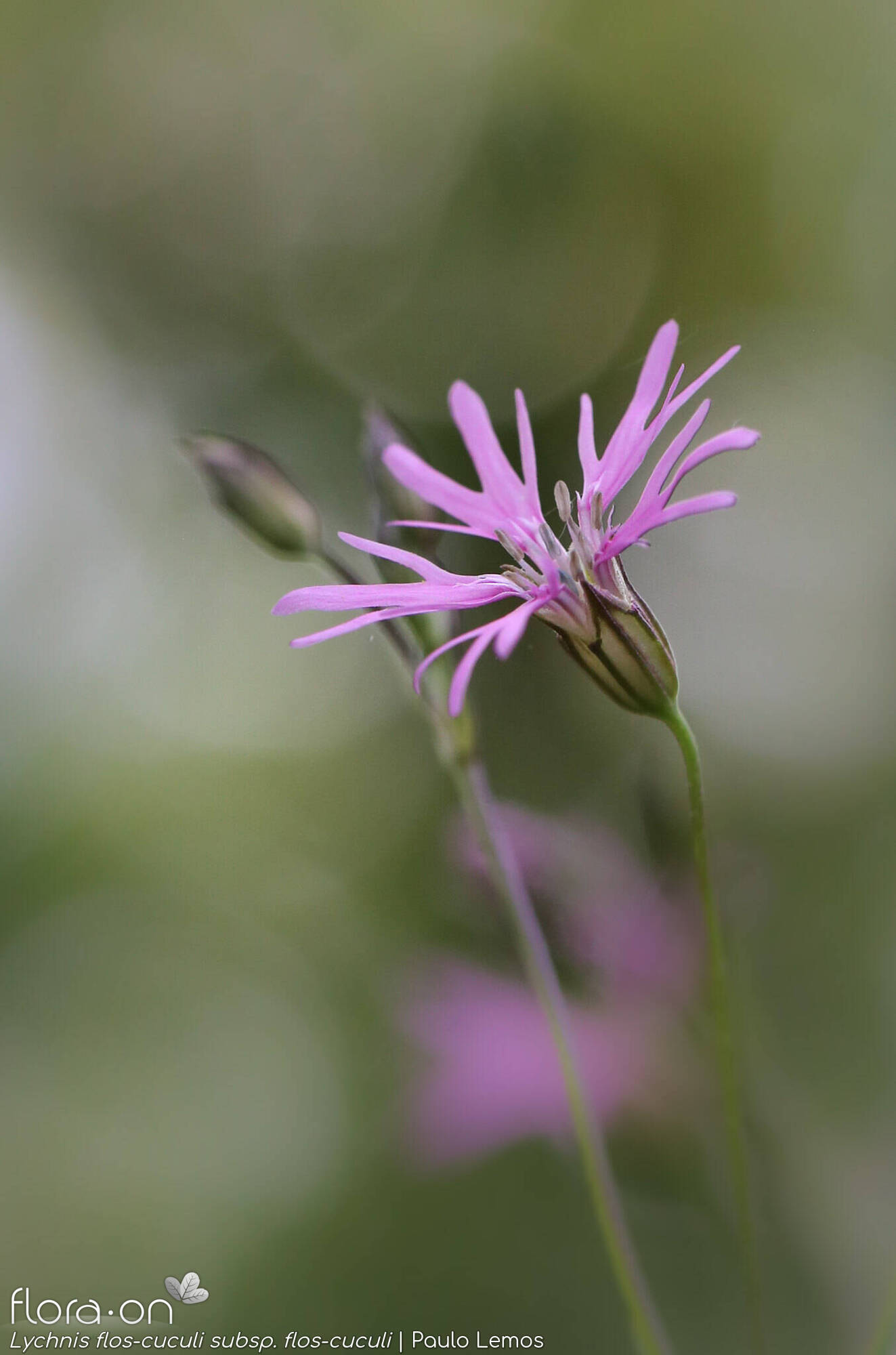 Lychnis flos-cuculi flos-cuculi - Flor (close-up) | Paulo Lemos; CC BY-NC 4.0