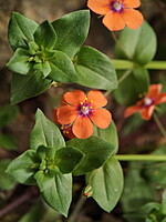 Lysimachia arvensis