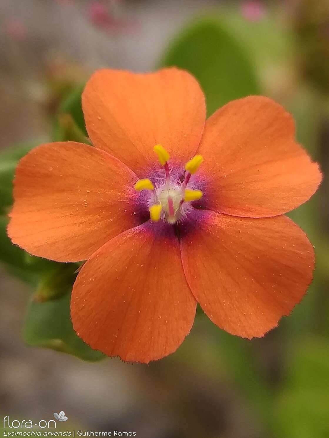 Lysimachia arvensis - Flor (close-up) | Guilherme Ramos; CC BY-NC 4.0