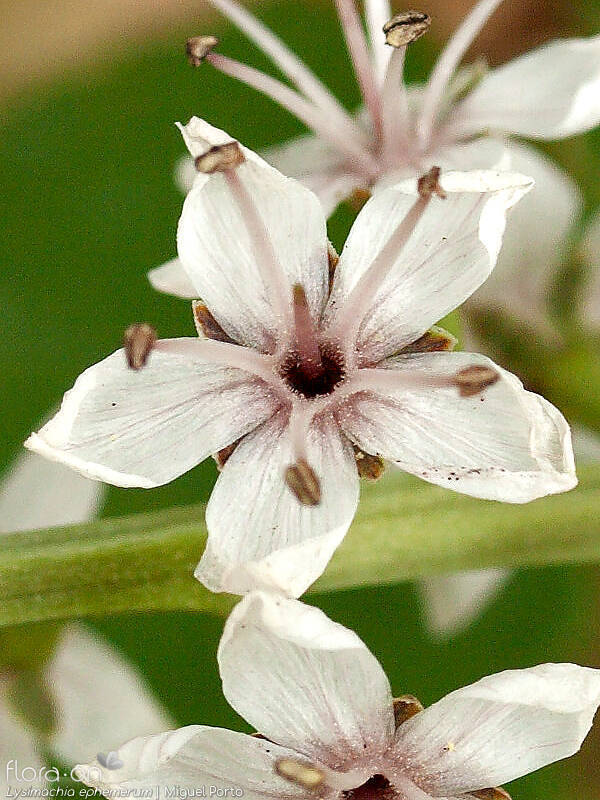 Lysimachia ephemerum - Flor (close-up) | Miguel Porto; CC BY-NC 4.0