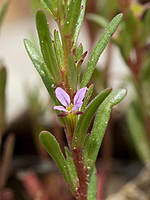 Lythraceae