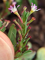 Lythraceae