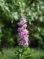 Lythraceae