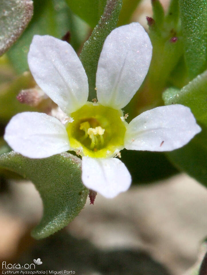 Lythrum hyssopifolia - Flor (close-up) | Miguel Porto; CC BY-NC 4.0