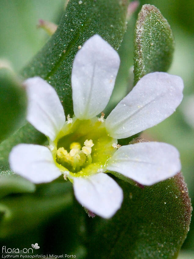 Lythrum hyssopifolia - Flor (close-up) | Miguel Porto; CC BY-NC 4.0