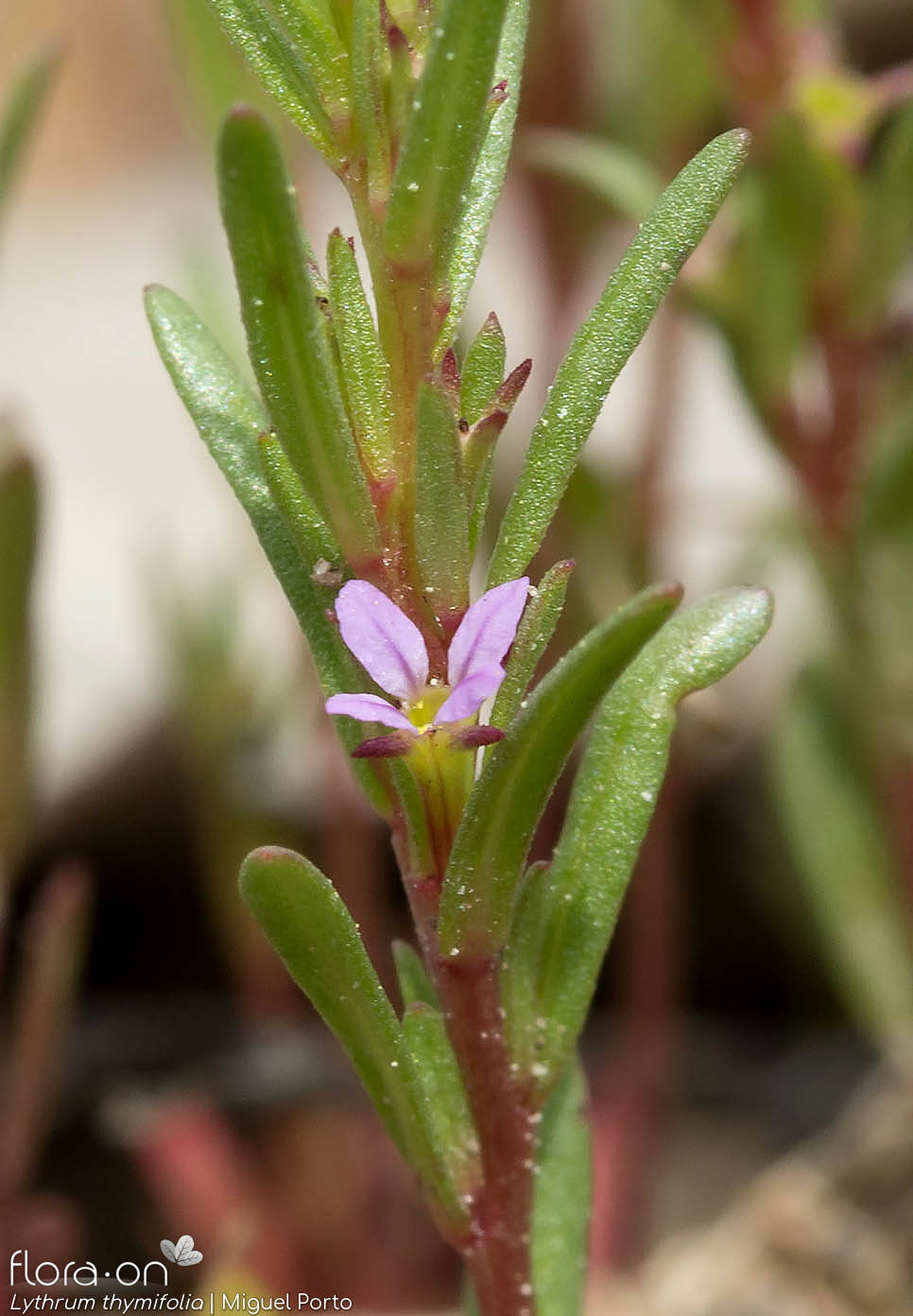 Lythrum thymifolia - Flor (close-up) | Miguel Porto; CC BY-NC 4.0