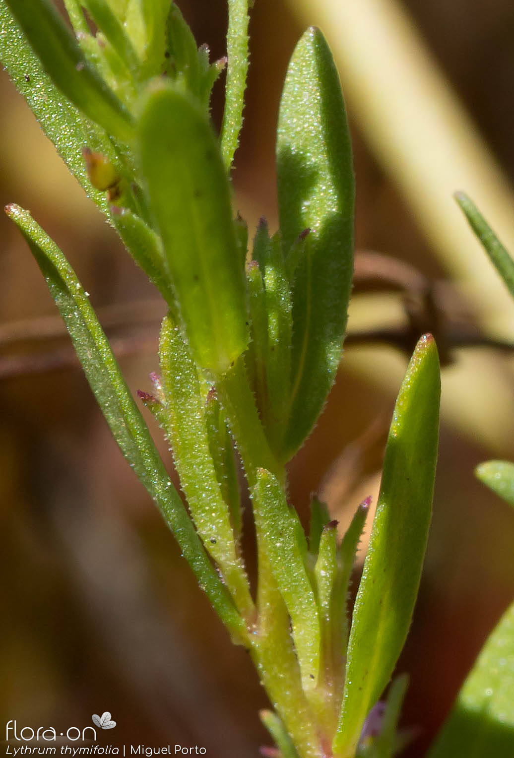 Lythrum thymifolia - Folha | Miguel Porto; CC BY-NC 4.0