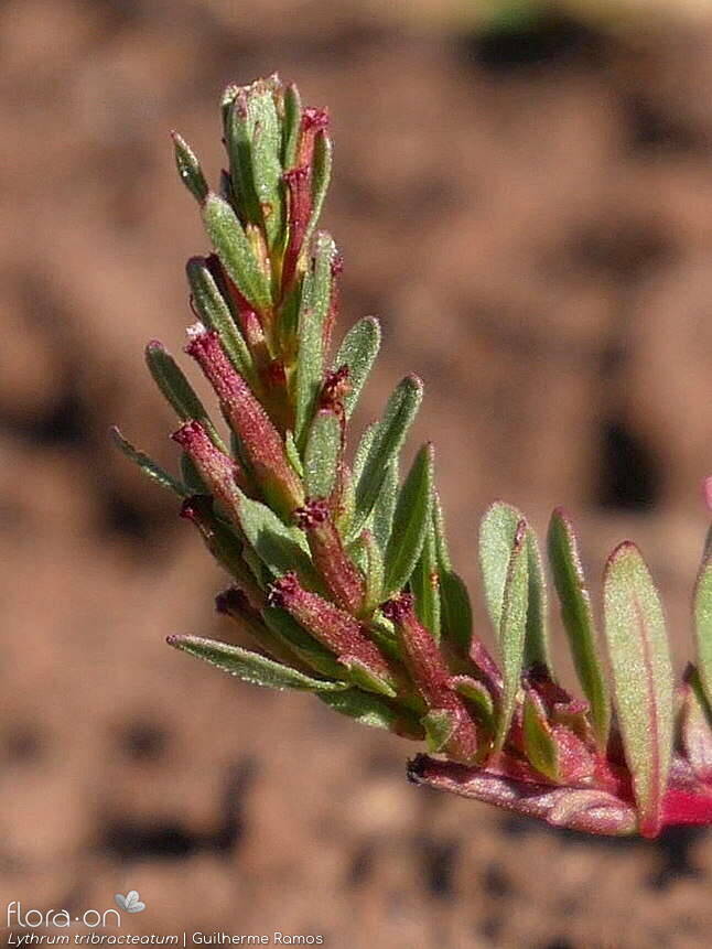 Lythrum tribracteatum - Folha (geral) | Guilherme Ramos; CC BY-NC 4.0