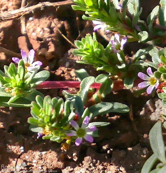 Lythrum tribracteatum - Flor (geral) | Guilherme Ramos; CC BY-NC 4.0