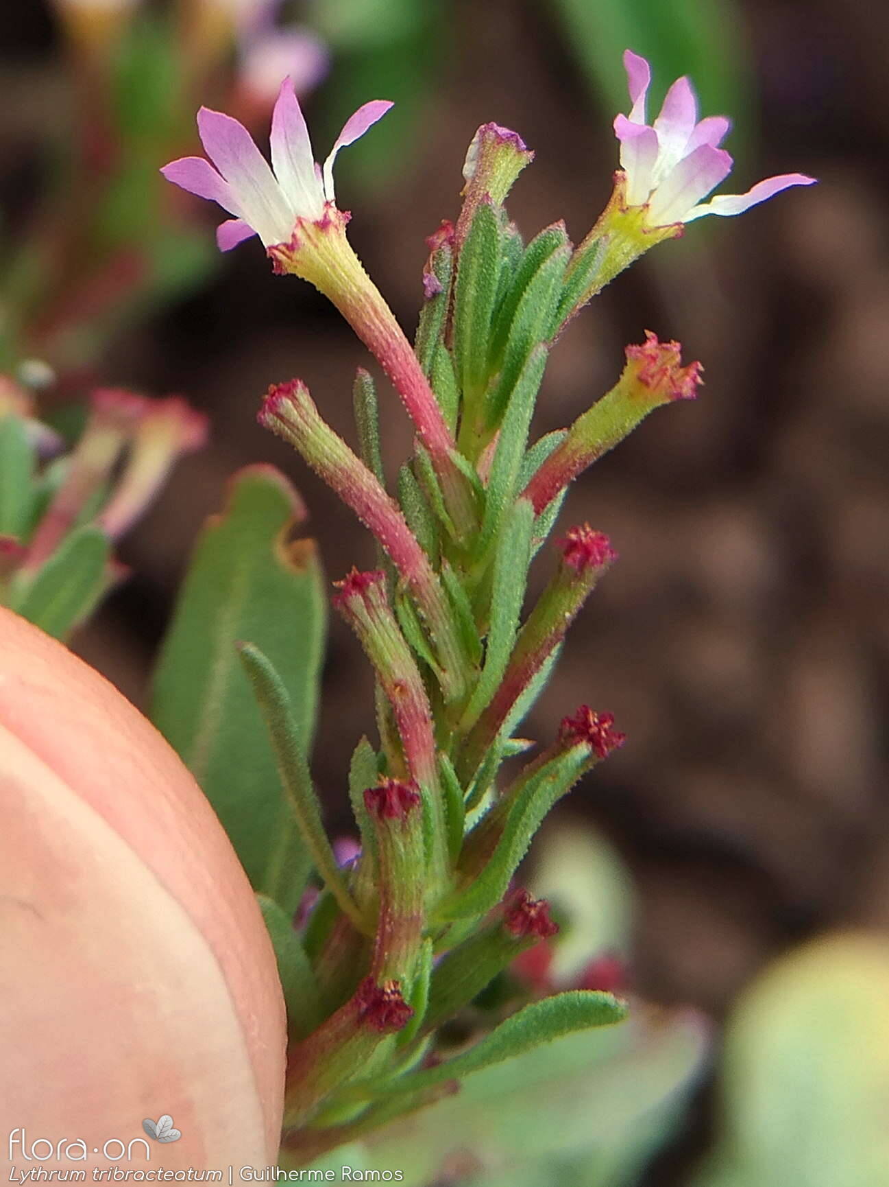 Lythrum tribracteatum - Flor (geral) | Guilherme Ramos; CC BY-NC 4.0