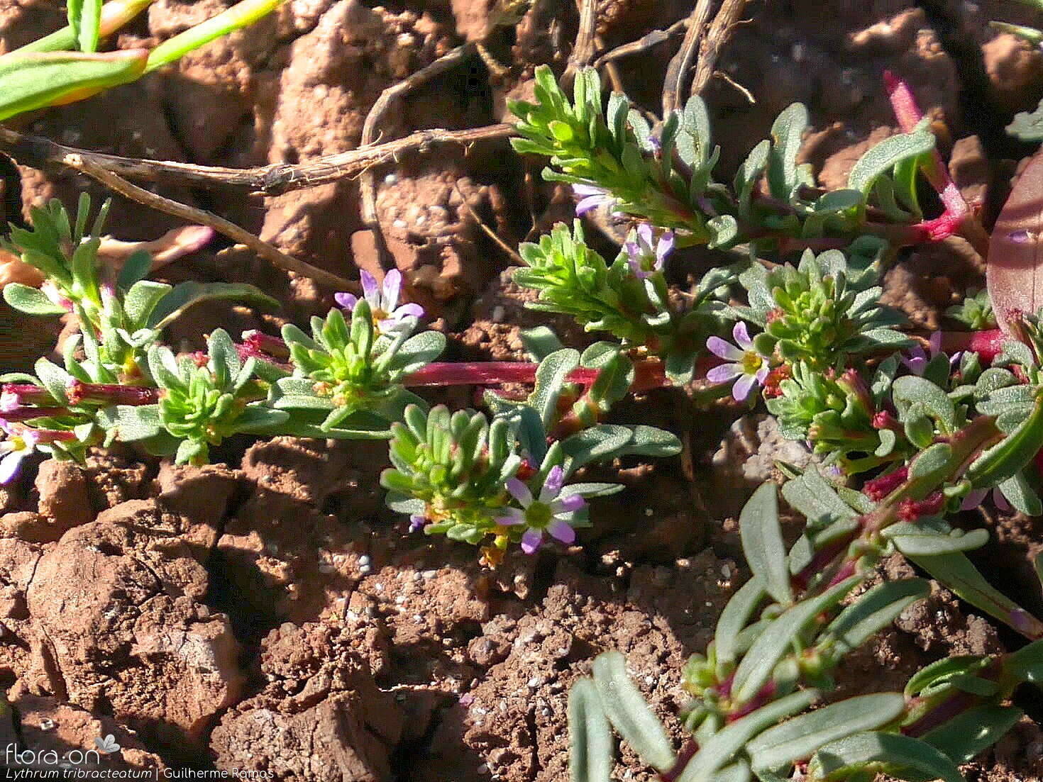 Lythrum tribracteatum - Flor (geral) | Guilherme Ramos; CC BY-NC 4.0