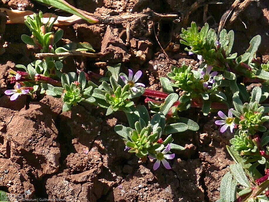 Lythrum tribracteatum - Flor (geral) | Guilherme Ramos; CC BY-NC 4.0