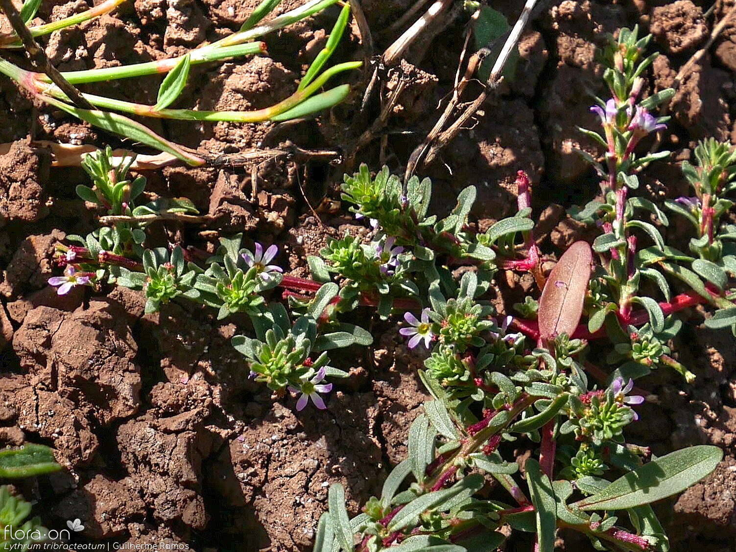 Lythrum tribracteatum - Hábito | Guilherme Ramos; CC BY-NC 4.0