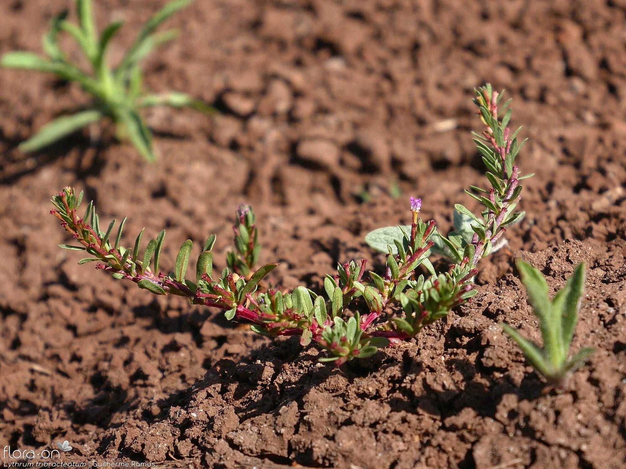 Lythrum tribracteatum - Hábito | Guilherme Ramos; CC BY-NC 4.0